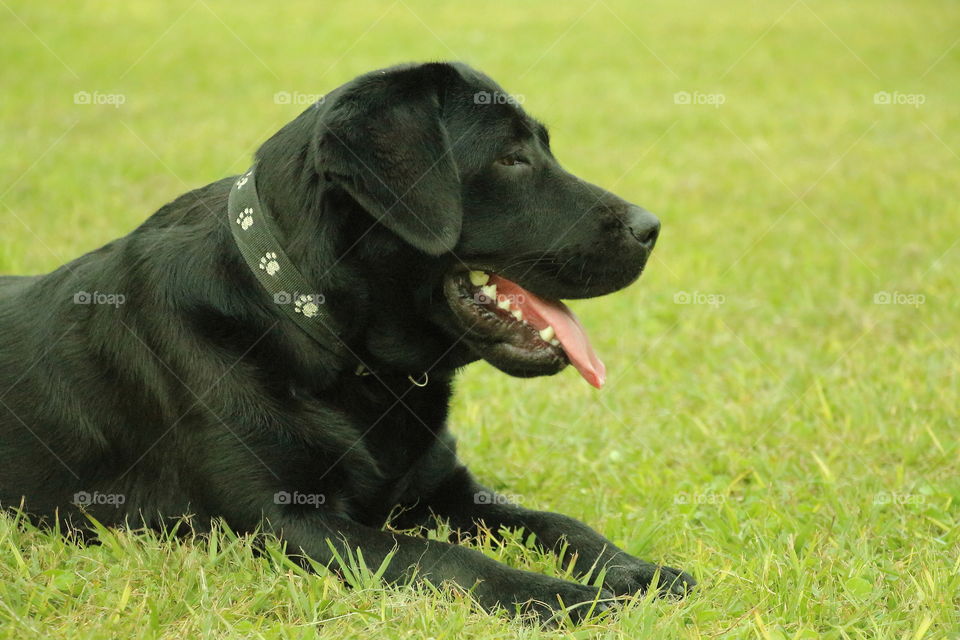 black labrador