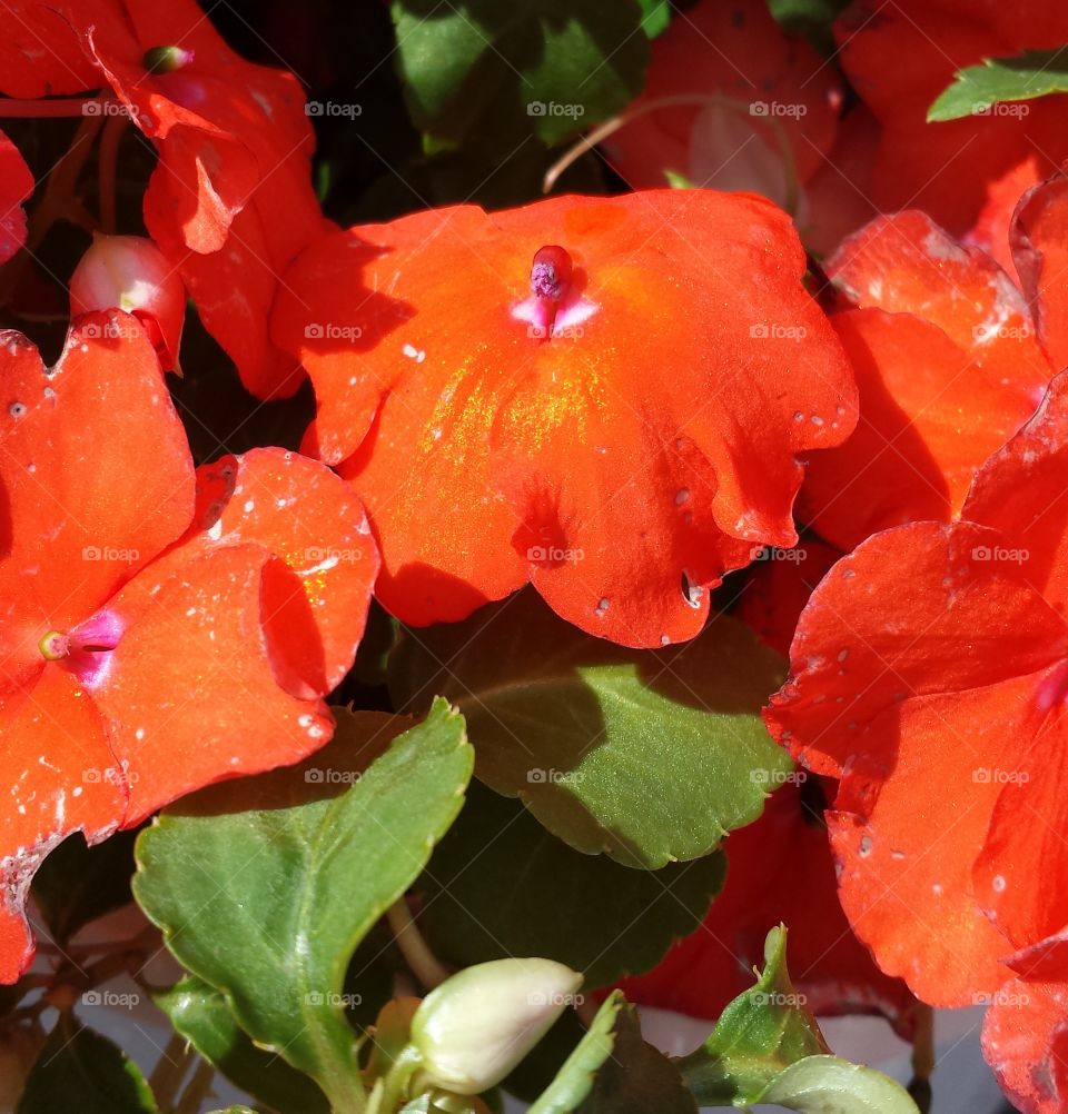 Flowers. Impatiens