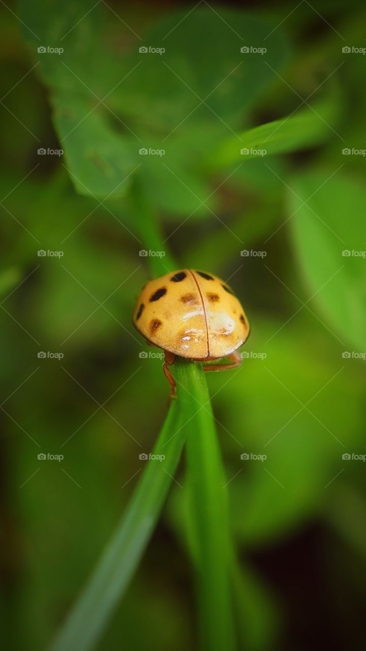 ladybug