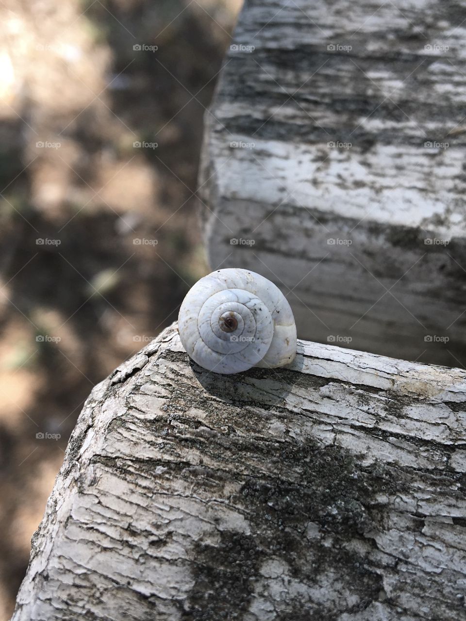 Little white snail on wooden table
