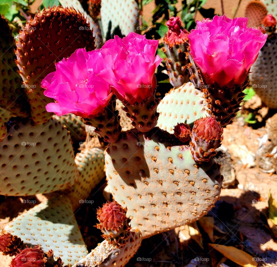 Desert cactus spring to life with brilliantly colored flowers