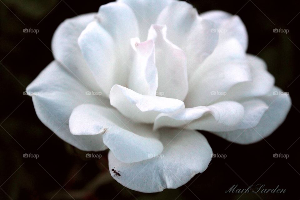 close up of a white rose with a black background.