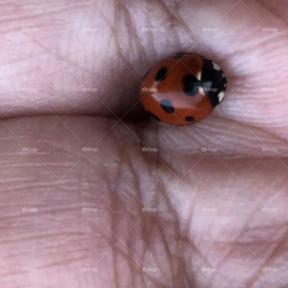 Beautiful ladybug in my hand.