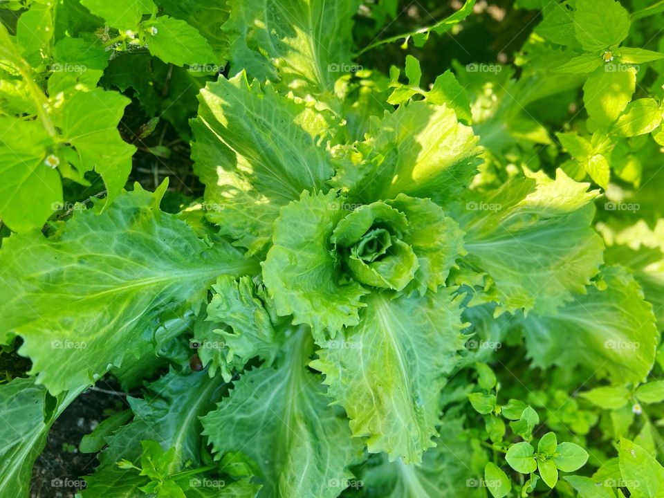 Fresh green Lettuce in the garden