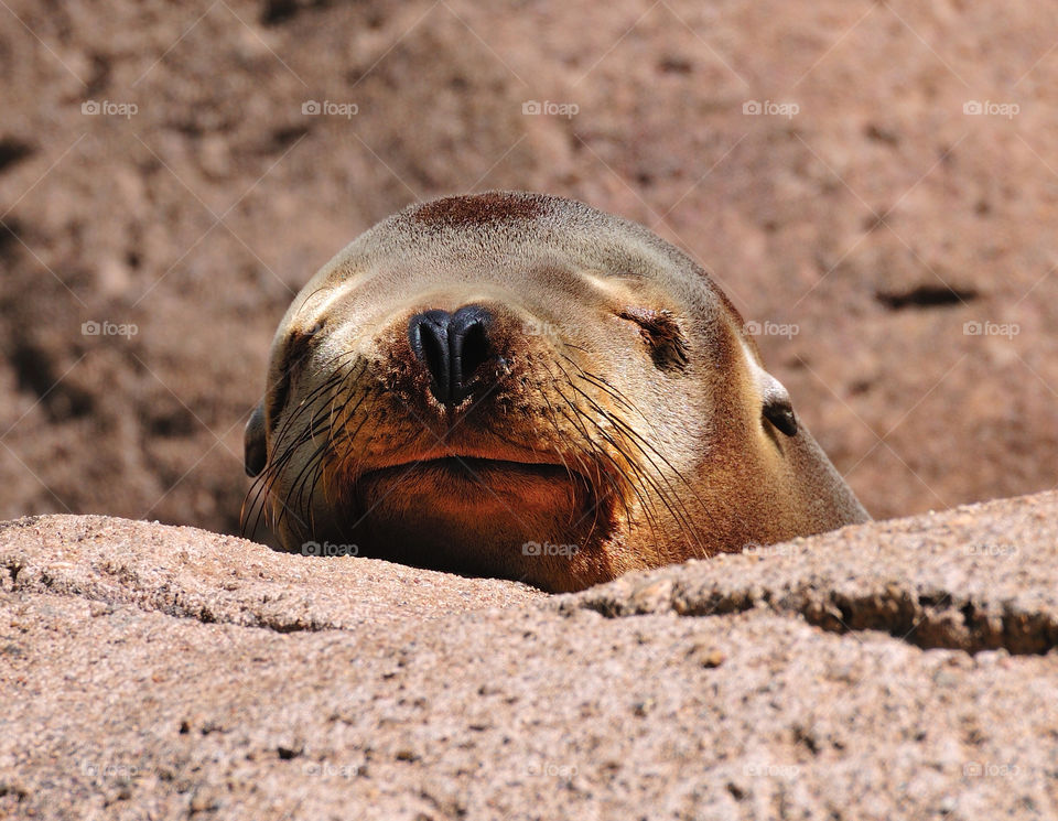 park sleeping sea lion by delvec