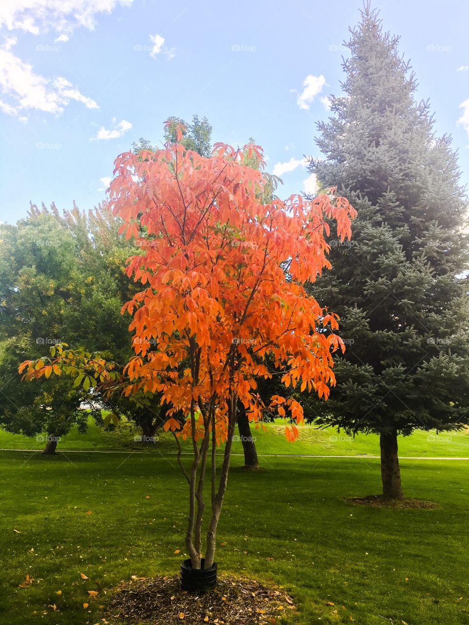 Fall Orange tree