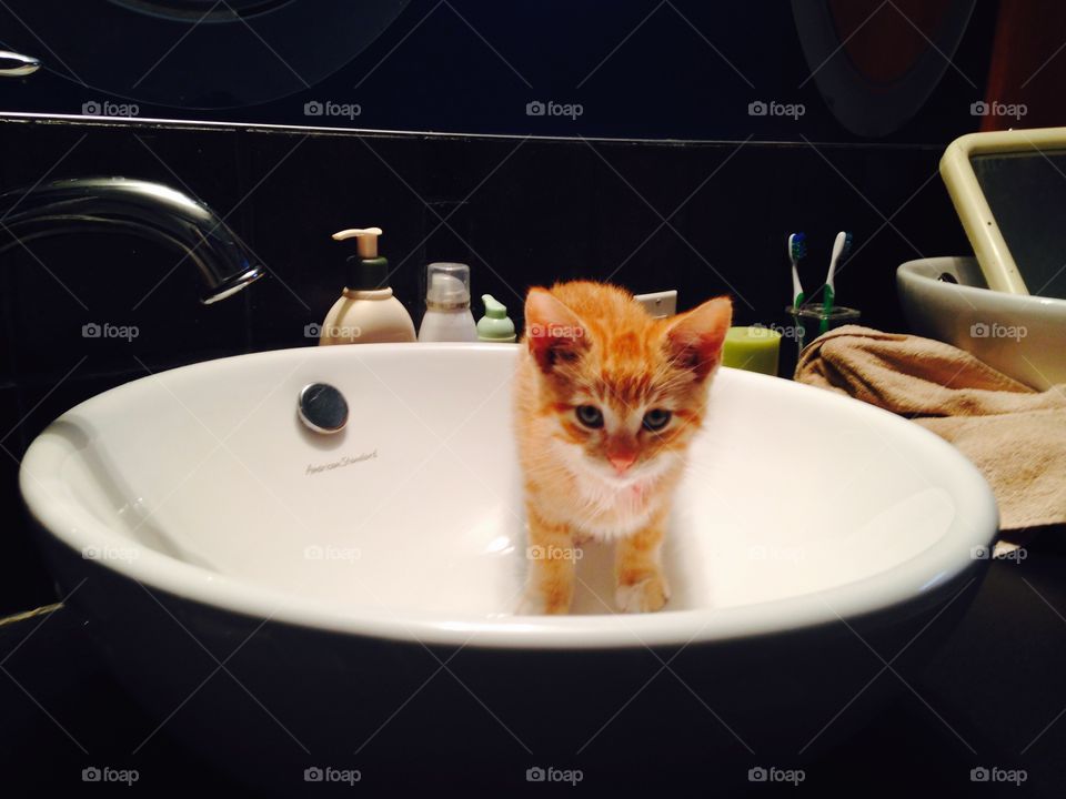 Kitten in sink 