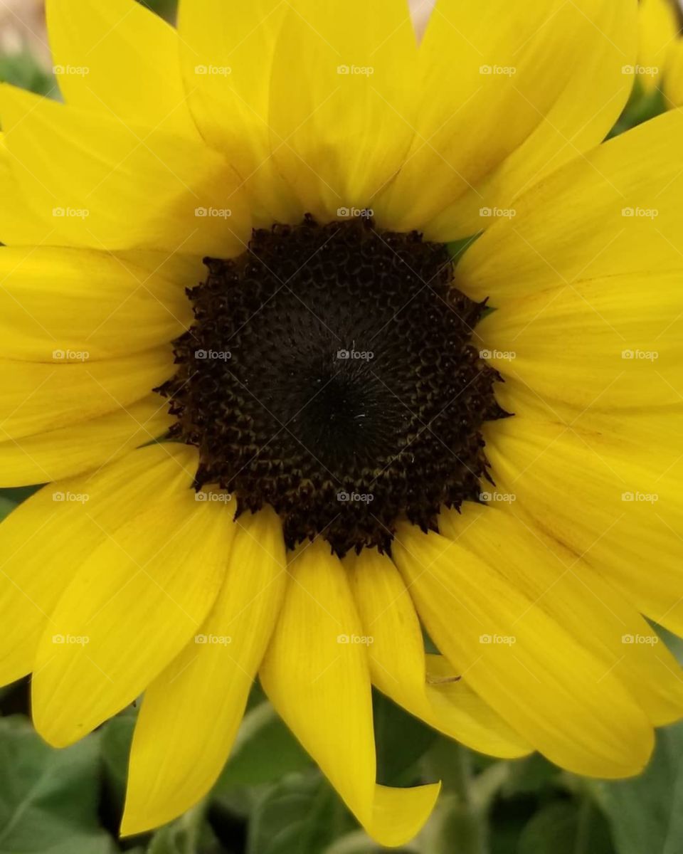 Sunflower