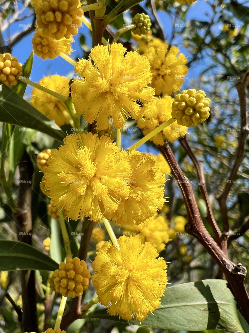 Spring mimosa 
