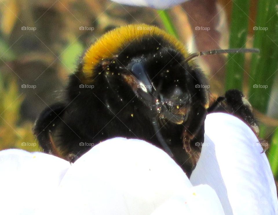 bumblebee head