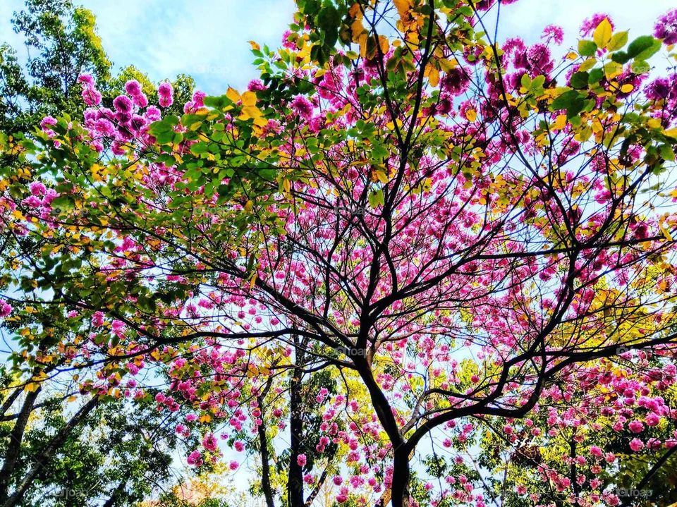 two or three plants in the park, flowers, leaves with branches, become an superimposed beautiful image.