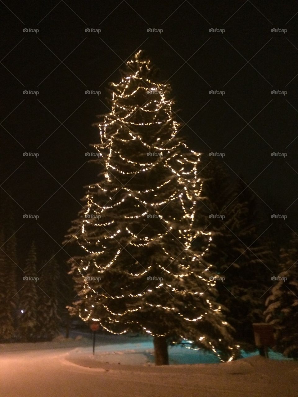 Tree decorated with lights