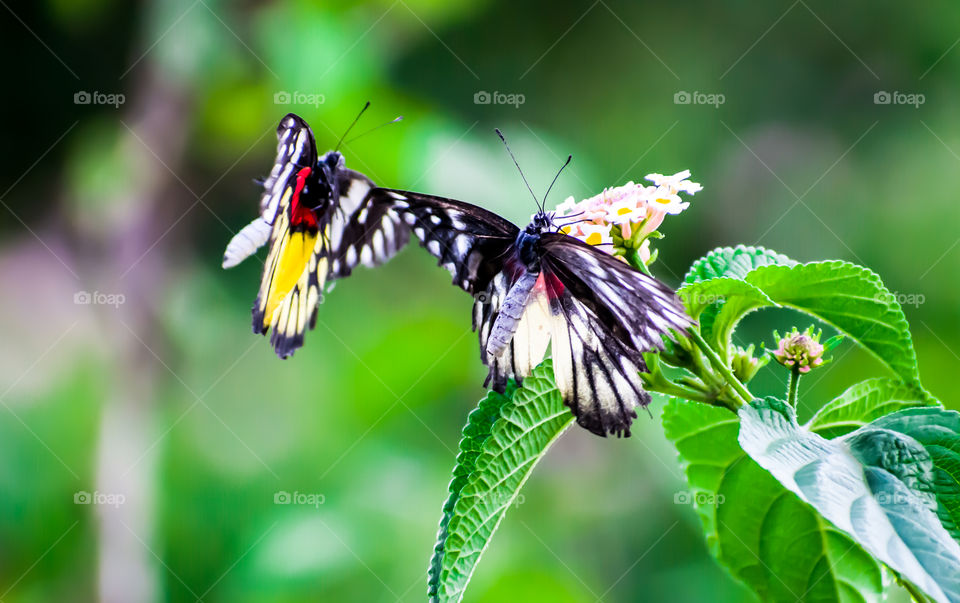 Beautiful butterfly at outdoor