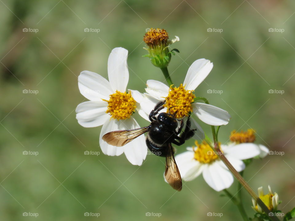 Black bee
