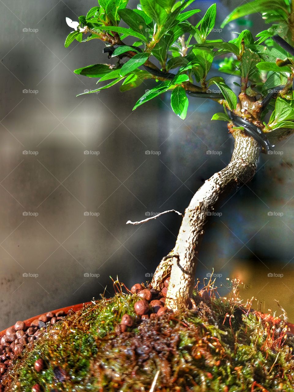 Little tree