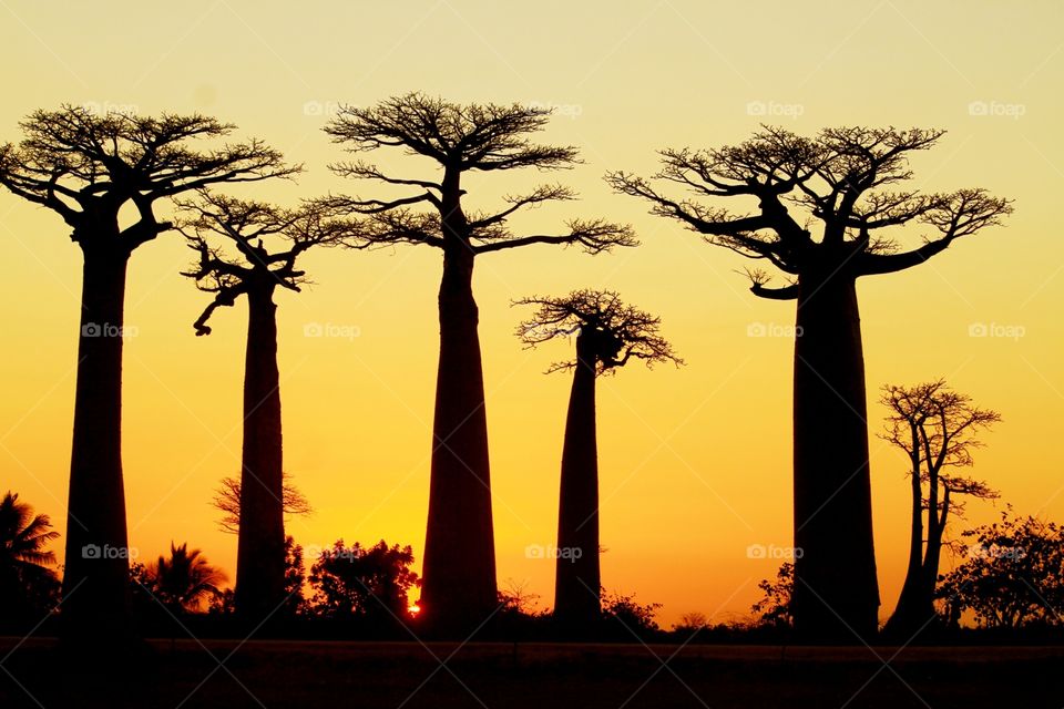 Baobabs at sunset