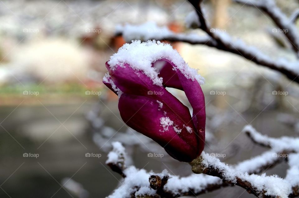 Japanese magnolia