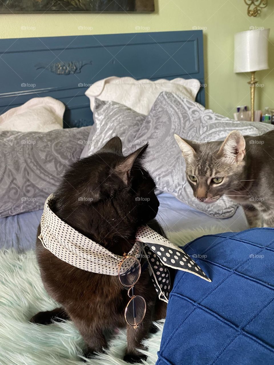 Gatos con estilo black girl 