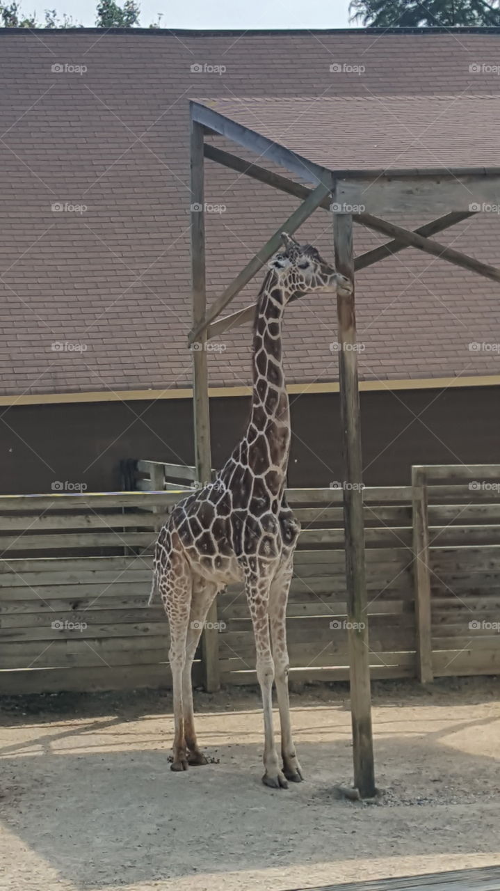 Giraffe