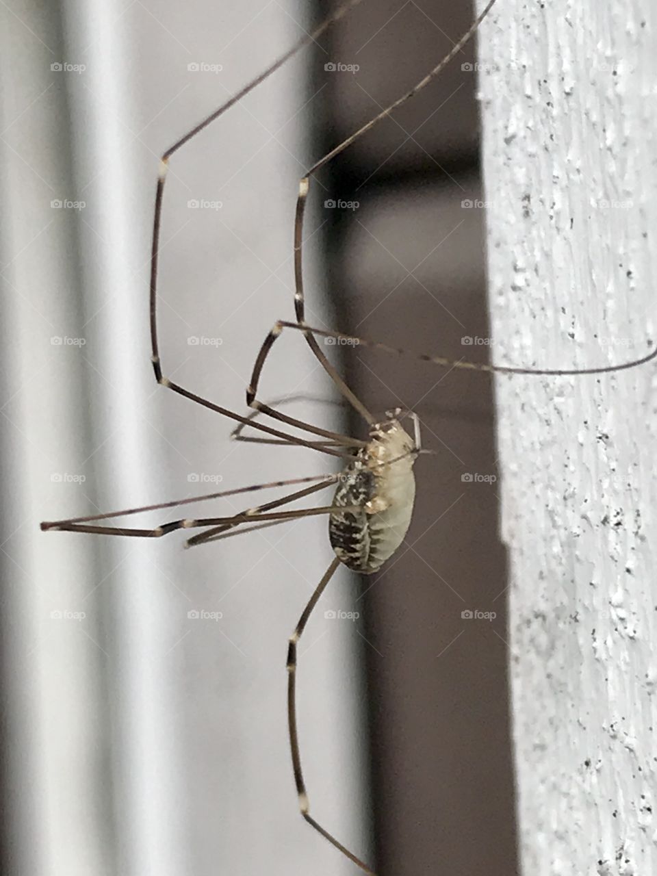 Side view of spider on a wall