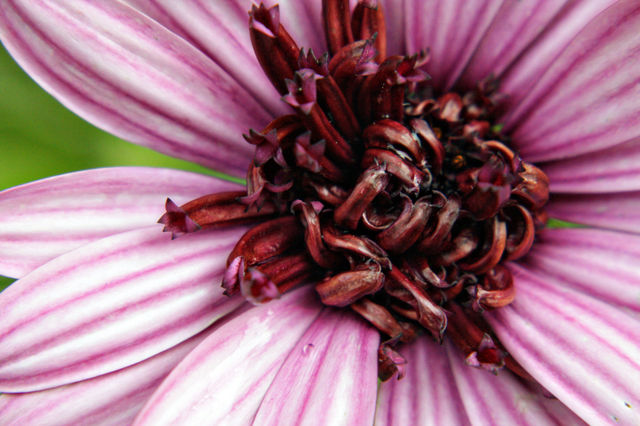 Pink flower with white petals