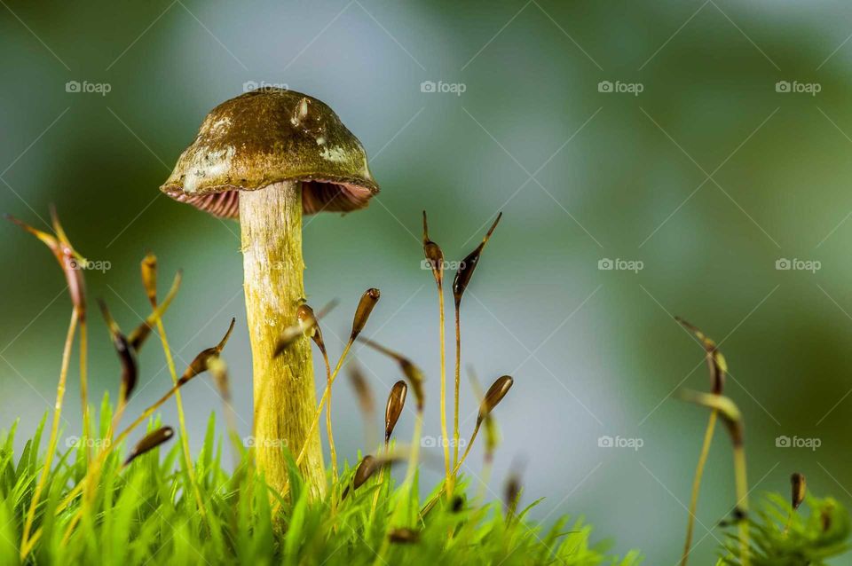 Mushroom 🍄 and moss
