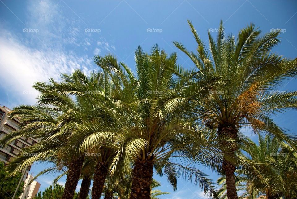 sky travel palm trees by christofferv
