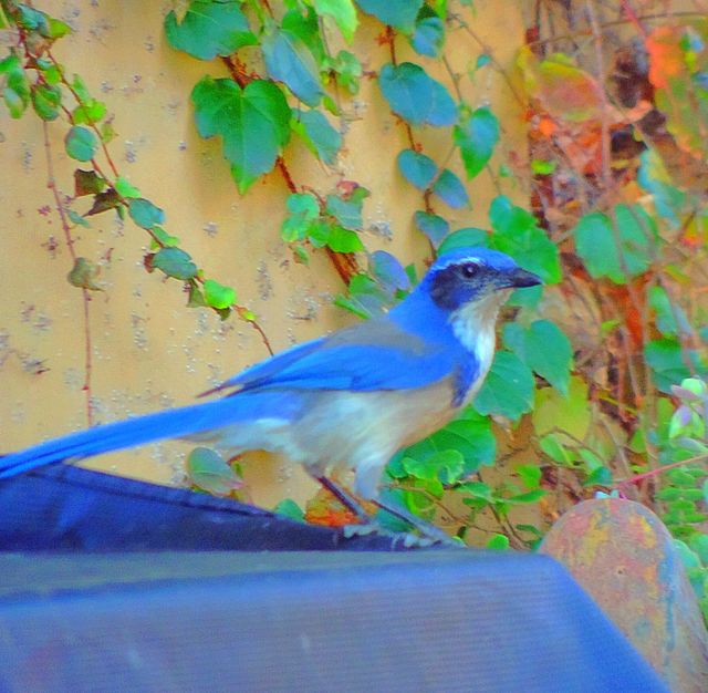bird