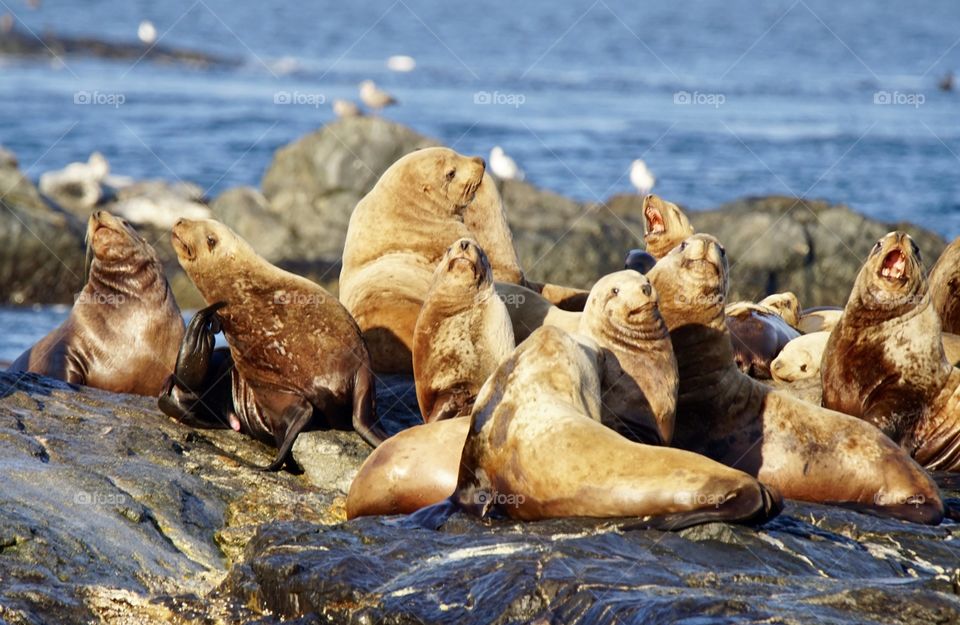 Sea Lions near Vancouver Island. Canada