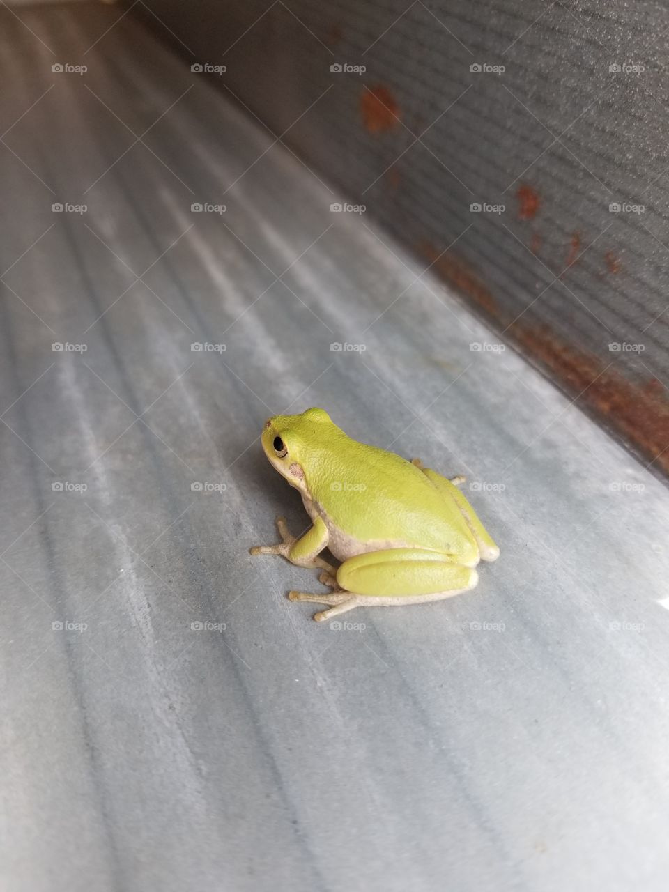 frog