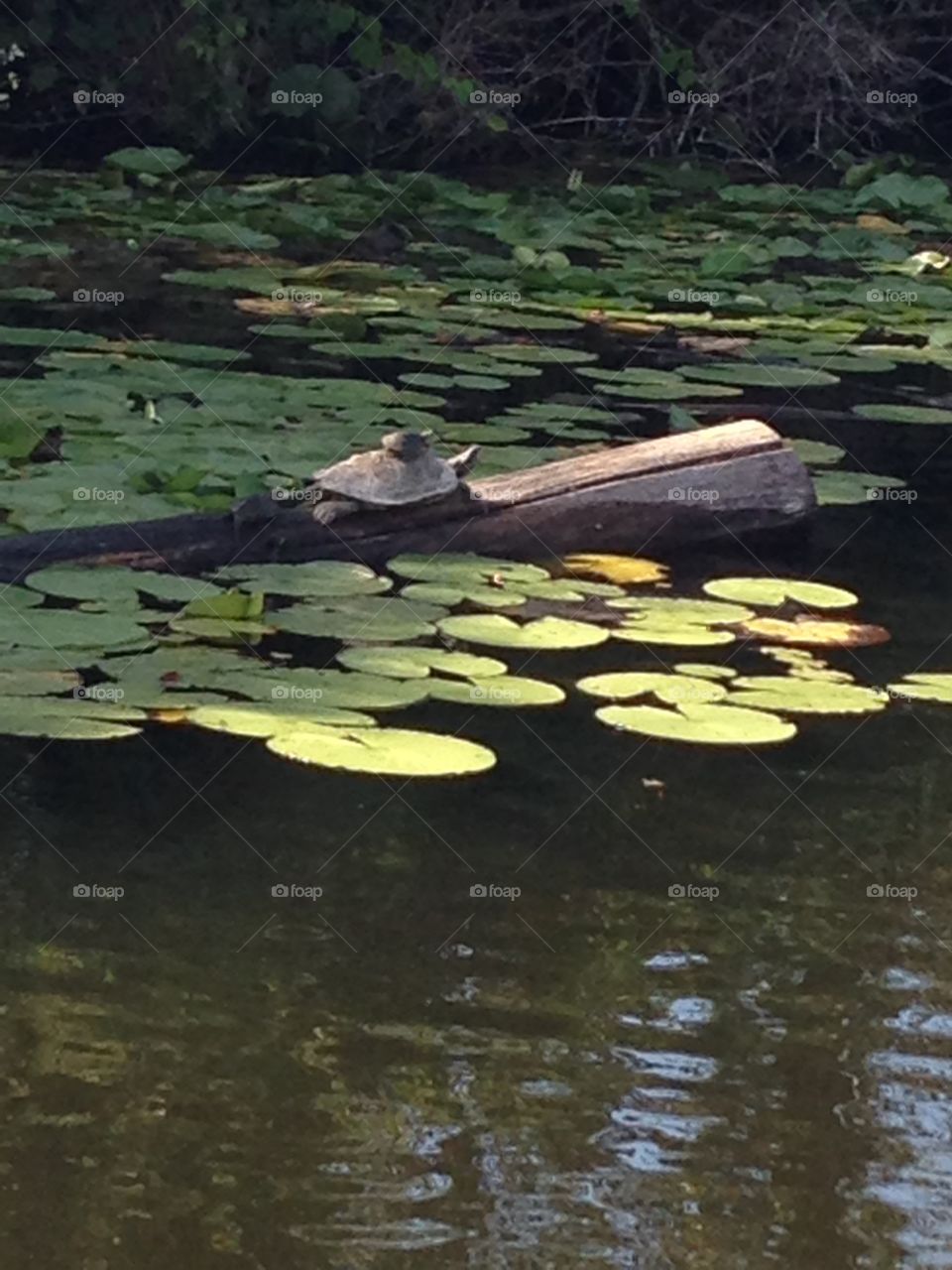 Good momma. A momma turtle is letting a baby turtle sunbath on her back in a battle creek Michigan lake