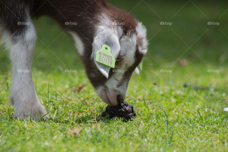 Mammal, Grass, Animal, Wildlife, Nature