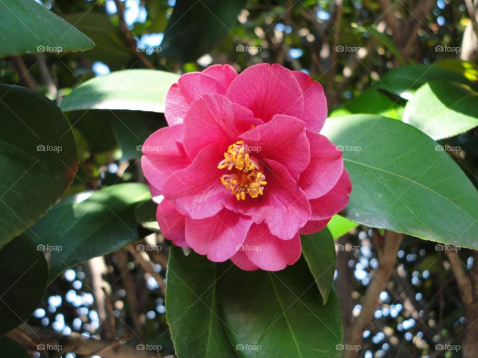 Camellia, an evergreen shrub, boasts vibrant flowers in white, red, and pink. Its glossy, thick leaves and long blooming season make it a common sight in East Asia.