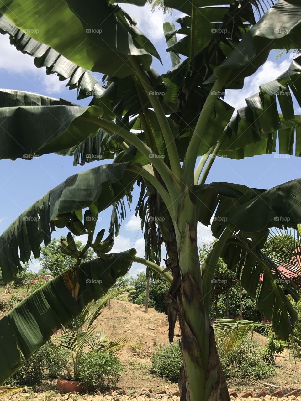 Platano tree on a farm in Colombia