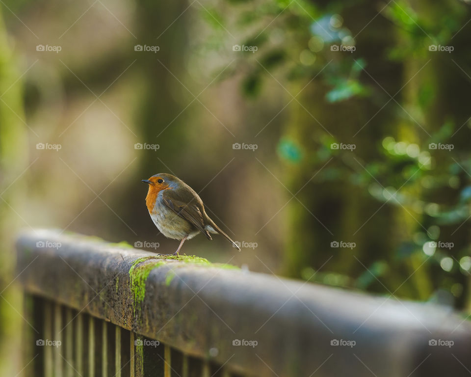 Robin on fence