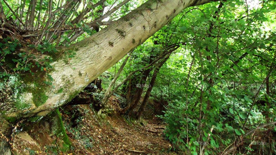 Walking through green