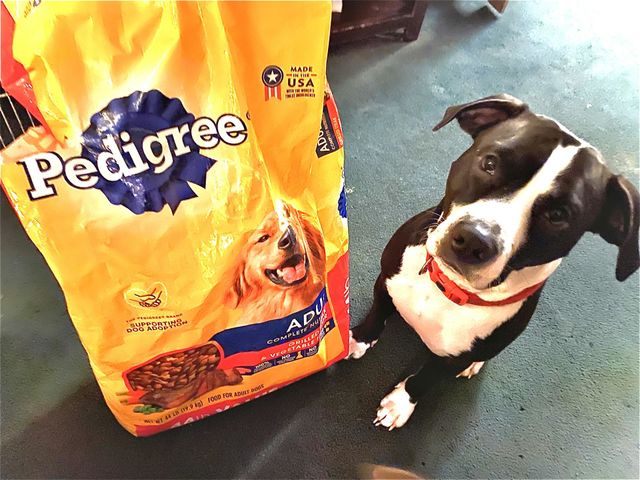 Pedigree boy right here. Him and his brother and sister eat two of these big bags twice 