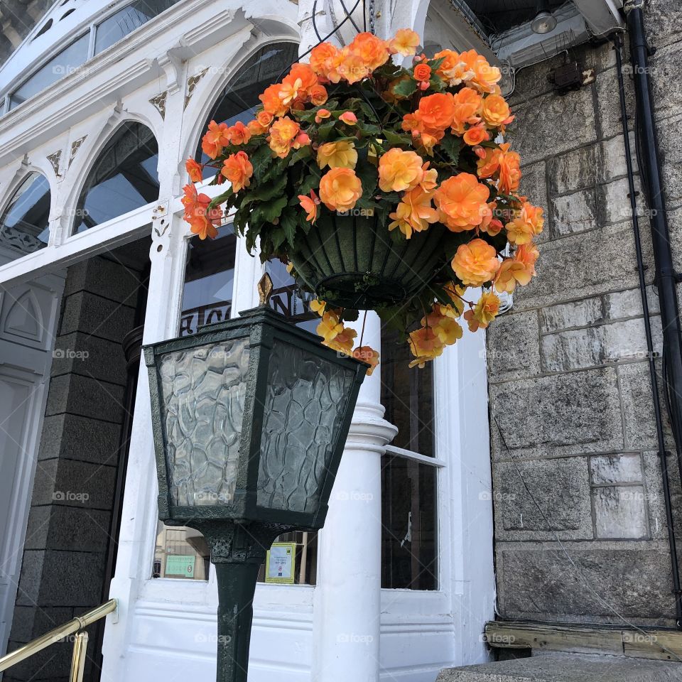 This rather eye catching hanging basket caught my eye, certainly passes for vibrant orange.