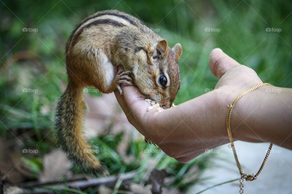 Lady is feeding chipmunk from her hand