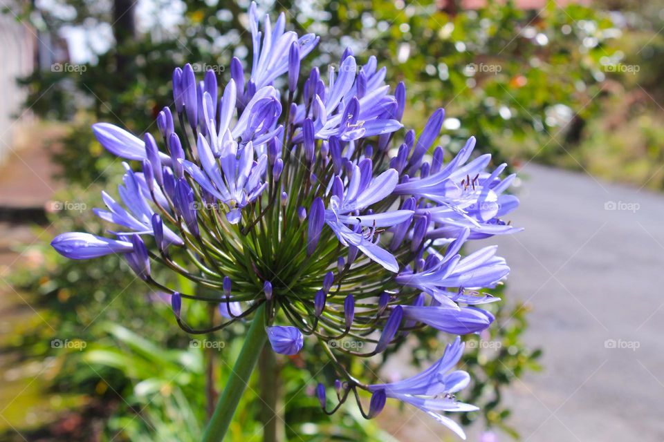 Agapanthus or flower of love or African lily.  Beautiful purple-blue bell flowers