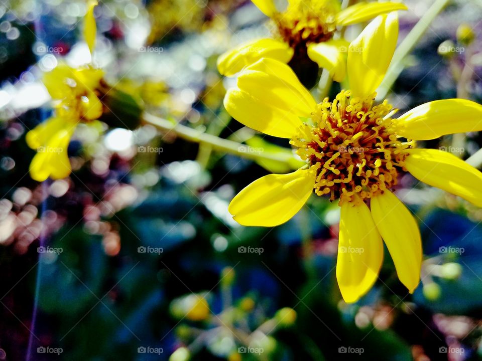 Extreme close-up of yellow flower