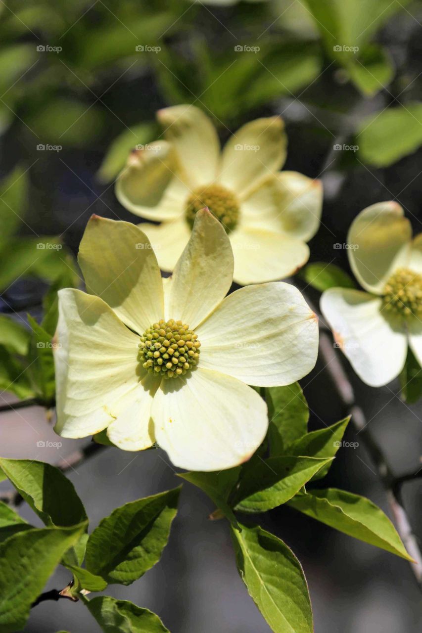 Dogwood tree