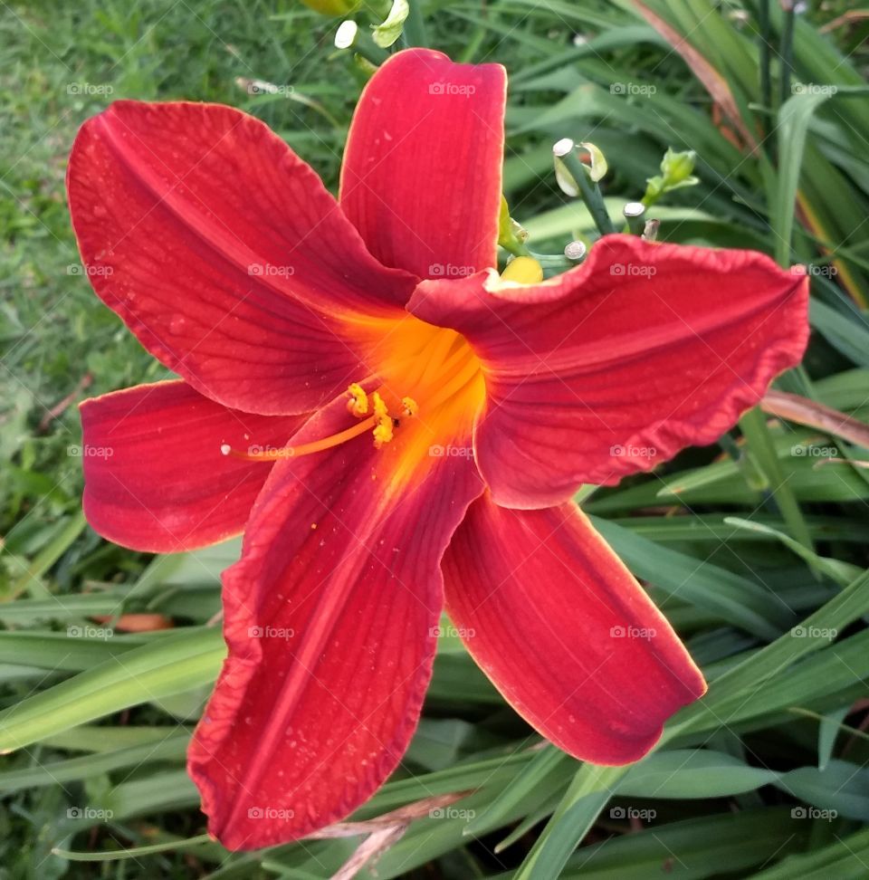 Red Flower