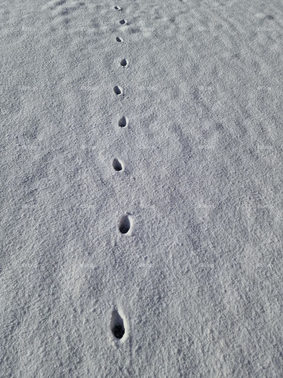 Footprints in the snow