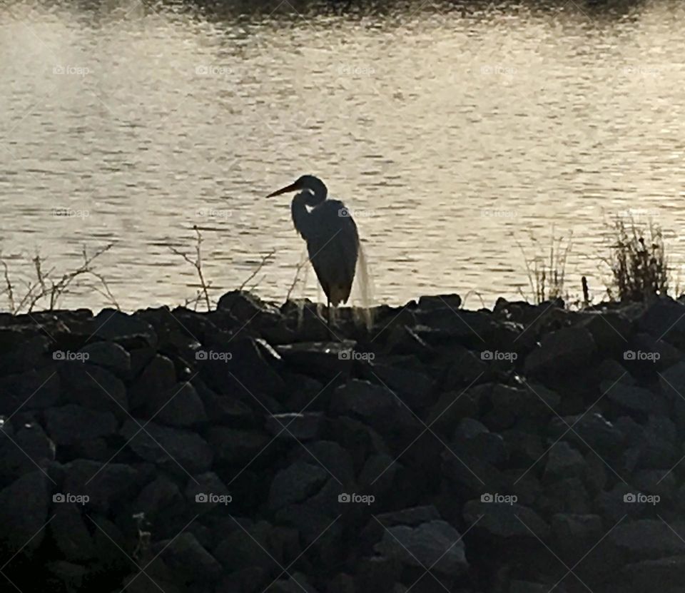 Snowy Egret rests at dusk