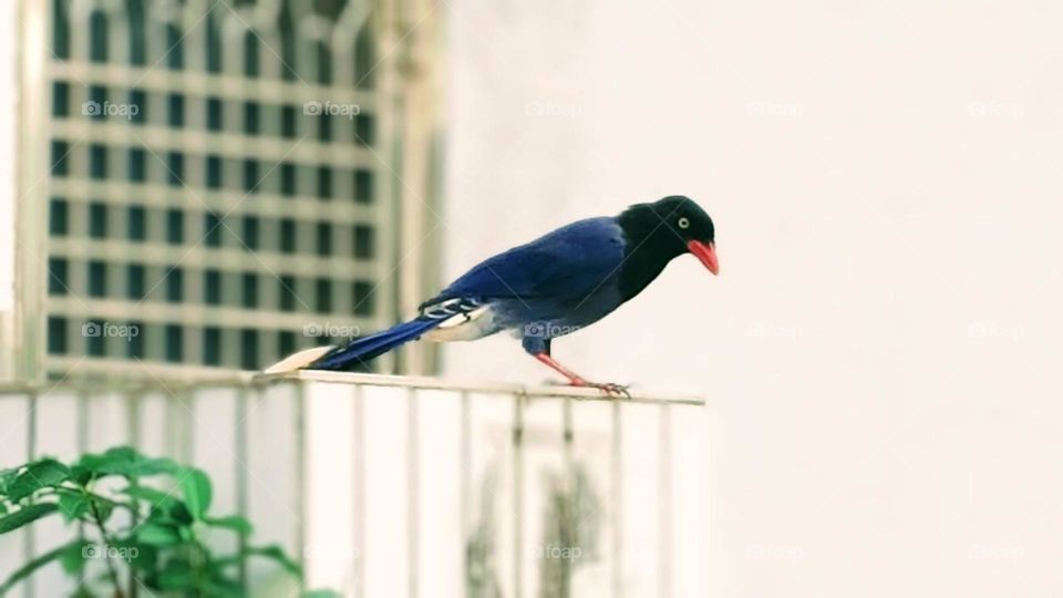 Close-up capture of Taiwan’s blue magpie