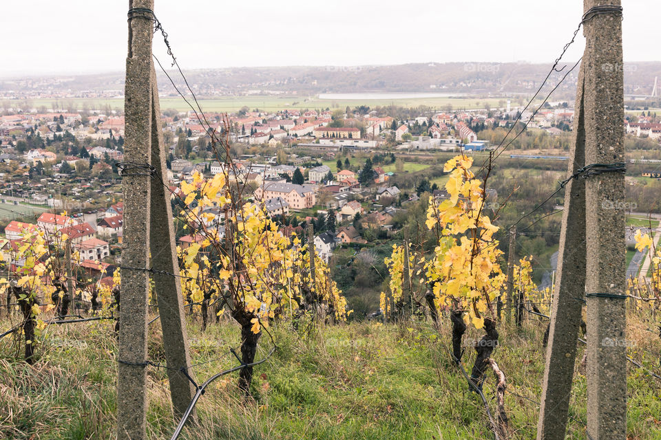 View to the valley through the vineyards