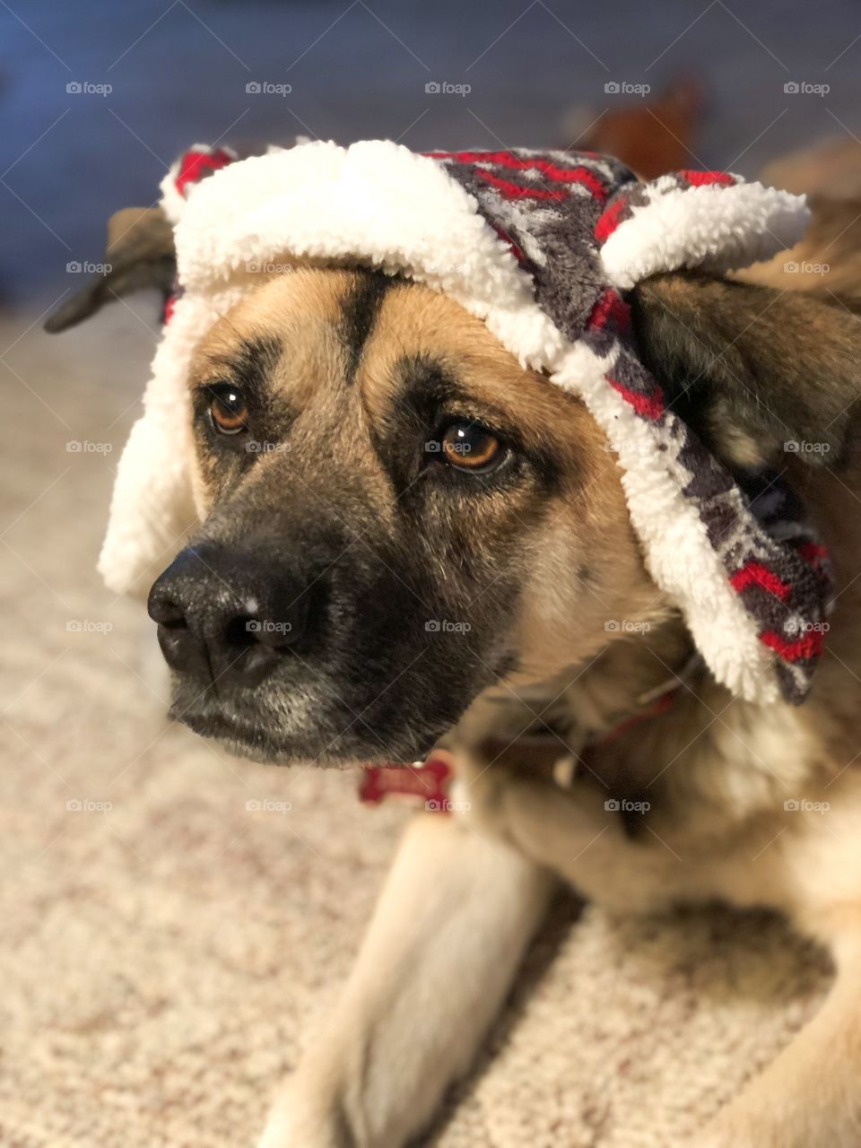 Cute dog all dressed up the their holiday gear! 