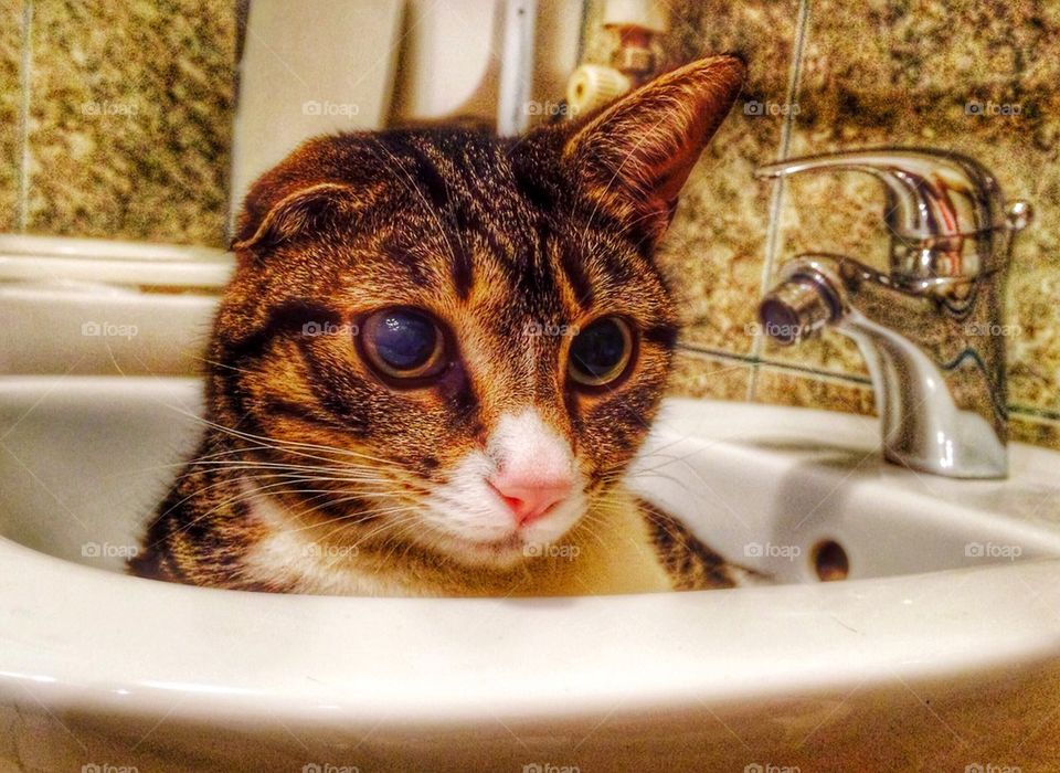 Cute kitty cat in toilet