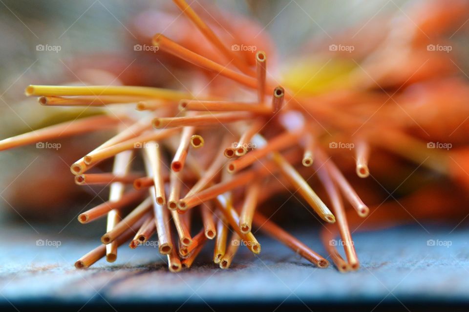 Cuts of dried grass